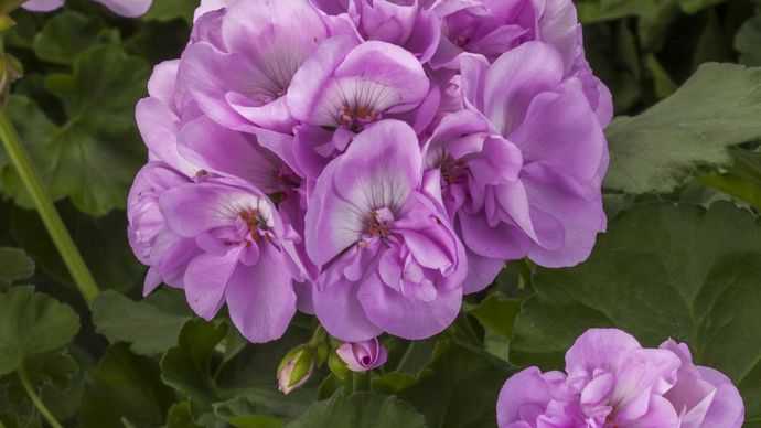 Pelargonium interspecific CALLIOPE® L. Light Lavender (Syngenta Flowers).